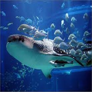 天王寺のサプライズプロポーズ海遊館（かいゆうかん）