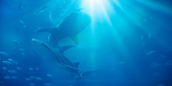 大阪　プロポーズスポット　結婚指輪　婚約指輪　天王寺　ブライダル