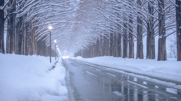 メタセコイア並木