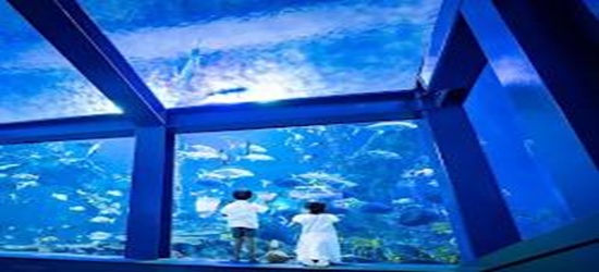 garden天王寺三重でプロポーズ鳥羽水族館