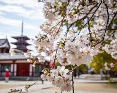 garden天王寺春のプロポーズスポット②