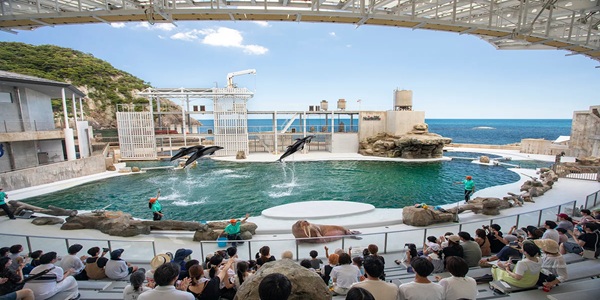 関西　水族館　プロポーズ　婚約指輪　エンゲージリング　大阪　天王寺