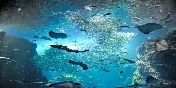 大阪　天王寺　プロポーズ　水族館　全国