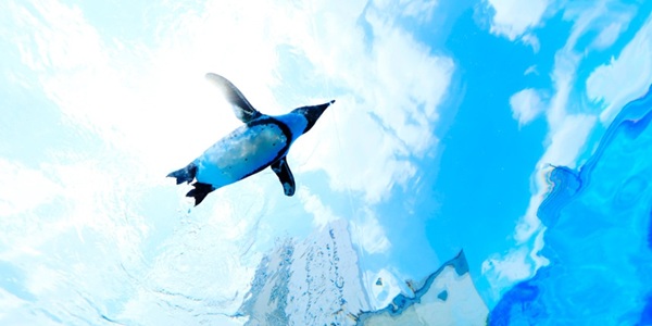 大阪　天王寺　プロポーズ　水族館　全国