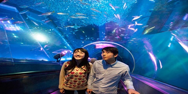 大阪　天王寺　プロポーズ　水族館　全国