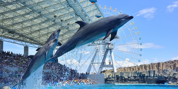 大阪　天王寺　プロポーズ　水族館　全国