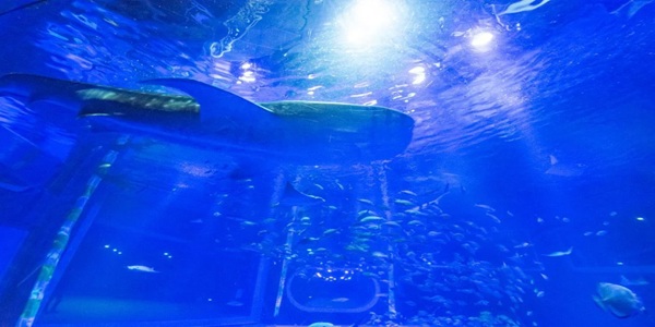 大阪　天王寺　プロポーズ　水族館　全国