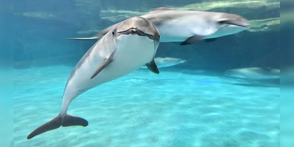 大阪　天王寺　プロポーズ　水族館　全国