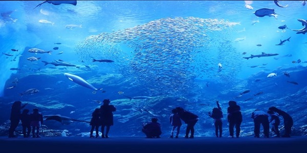 大阪　天王寺　プロポーズ　水族館　全国