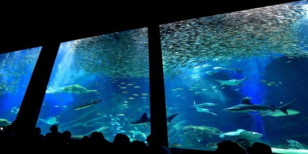 大阪　天王寺　プロポーズ　水族館　全国