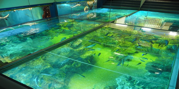 大阪　天王寺　プロポーズ　水族館　全国