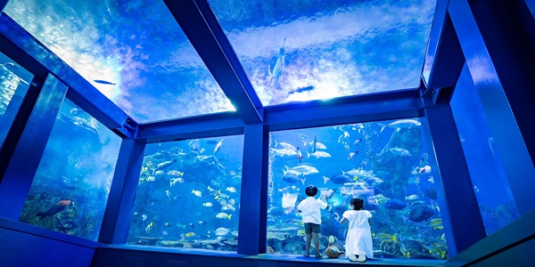 大阪　天王寺　プロポーズ　水族館　全国