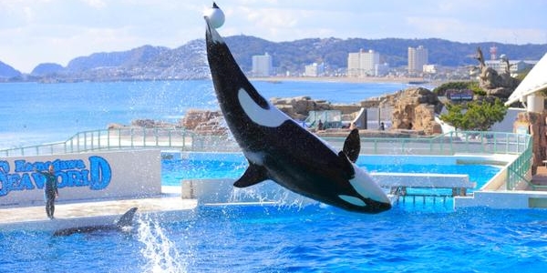 大阪　天王寺　プロポーズ　水族館　全国