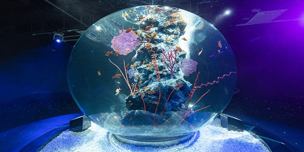 関西　水族館　プロポーズ　婚約指輪　エンゲージリング　大阪　天王寺