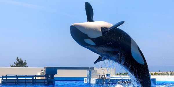 関西　水族館　プロポーズ　婚約指輪　エンゲージリング　大阪　天王寺
