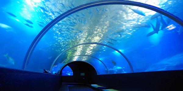 関西　水族館　プロポーズ　婚約指輪　エンゲージリング　大阪　天王寺
