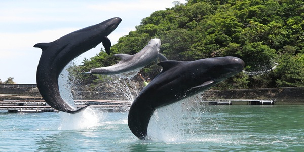 関西　水族館　プロポーズ　婚約指輪　エンゲージリング　大阪　天王寺