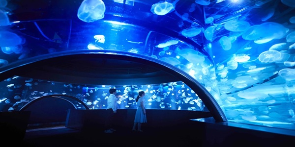 関西　水族館　プロポーズ　婚約指輪　エンゲージリング　大阪　天王寺