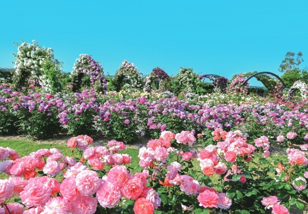 お花畑 プロポーズ スポット 大阪