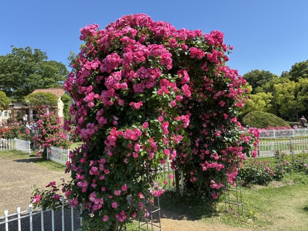 お花畑 プロポーズ スポット 大阪