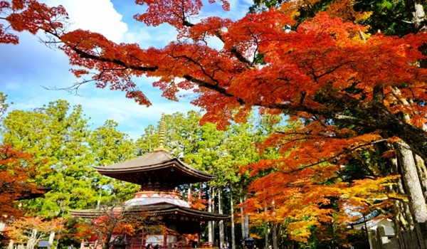 garden天王寺プロポーズスポット高野山