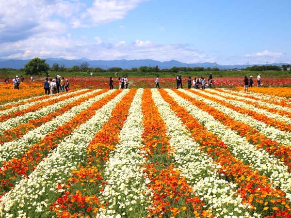 お花畑 プロポーズ スポット 埼玉