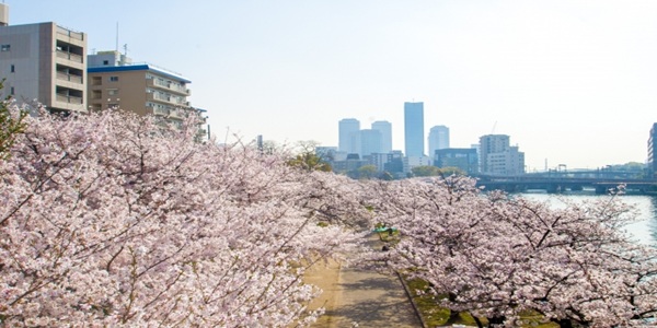 桜の下でプロポーズ②