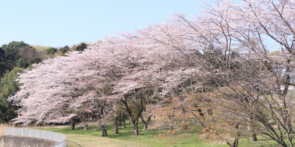 桜の下でプロポーズ万博公園