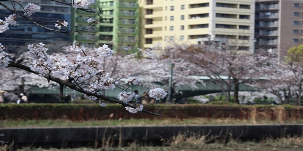 桜の下でプロポーズ③