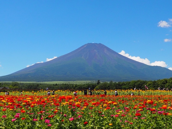 お花畑 プロポーズ スポット 山梨