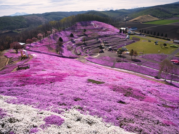 お花畑 プロポーズ スポット 北海道