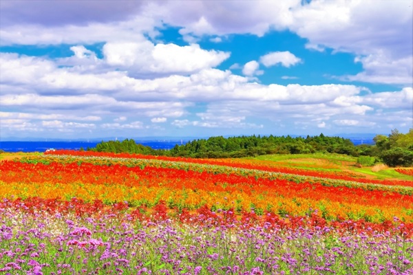 お花畑 プロポーズ スポット 宮城