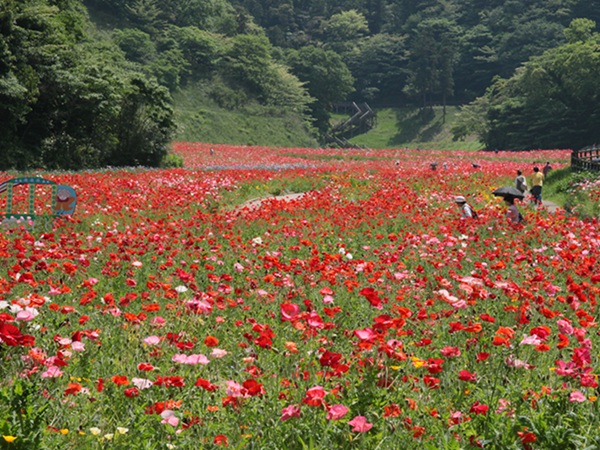 お花畑 プロポーズ スポット 神奈川