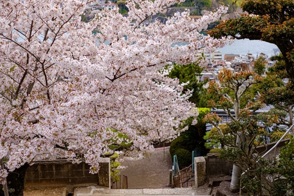 お花畑 プロポーズ スポット 広島