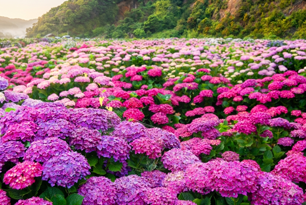 お花畑 プロポーズ スポット 宮崎