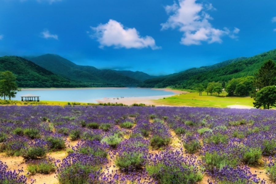 garden天王寺　国内ハネムーン　北海道