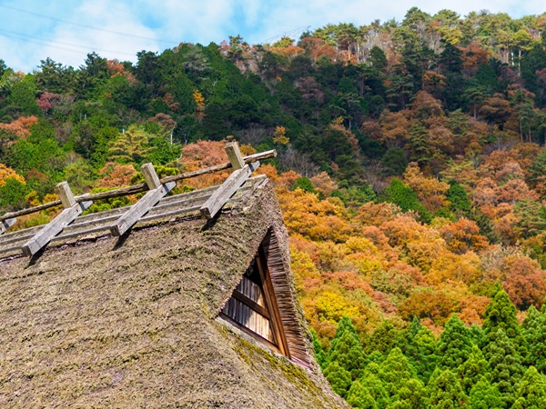 全国 紅葉 プロポーズ スポット garden天王寺
