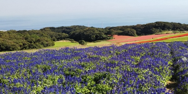 あわじ花さじき