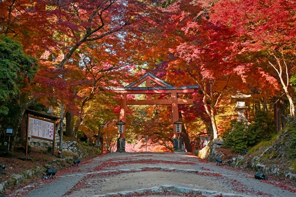 紅葉 プロポーズスポット 関西
婚約指輪 garden天王寺