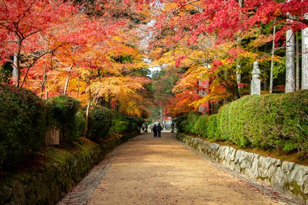 全国 紅葉 プロポーズ スポット garden天王寺