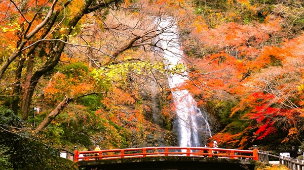 全国 紅葉 プロポーズ スポット garden天王寺