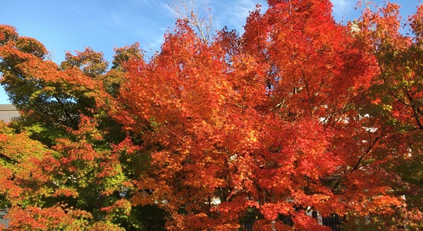 紅葉 プロポーズスポット 関西
婚約指輪 garden天王寺