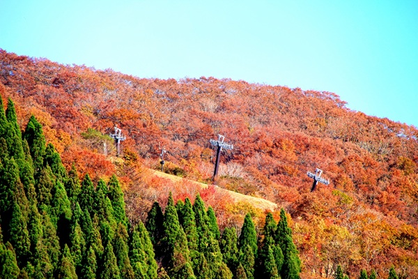 全国　紅葉　プロポーズ　スポット　garden天王寺