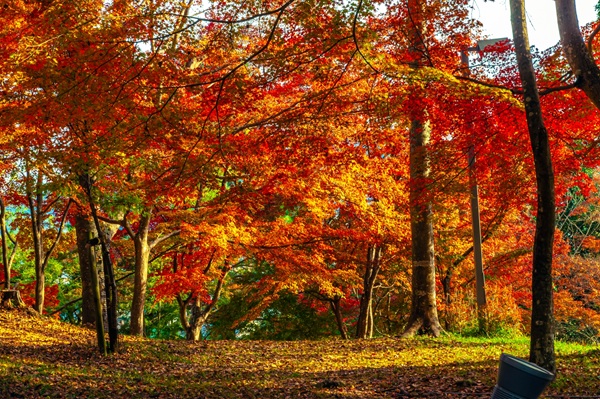 紅葉 プロポーズスポット 関西 婚約指輪 garden天王寺