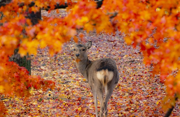 紅葉 プロポーズスポット 関西 婚約指輪 garden天王寺
