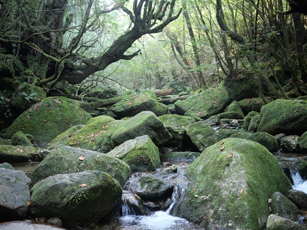屋久島　プロポーズ　スポット　婚約指輪　エンゲージリング　garden天王寺